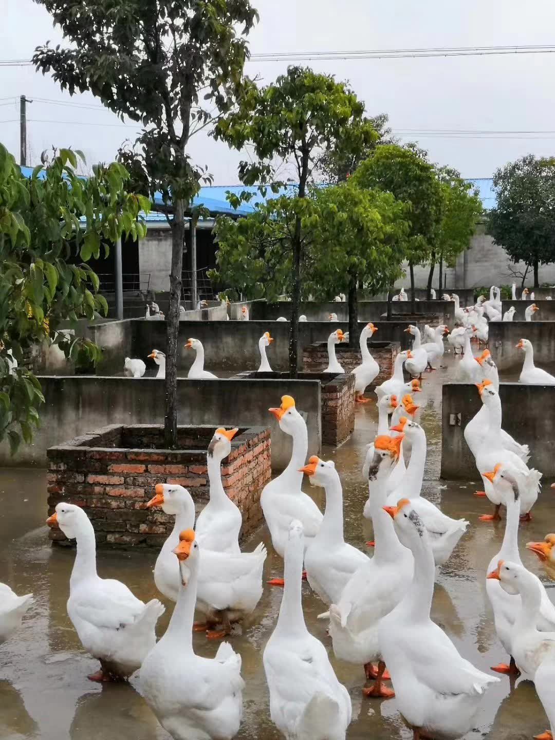 鵝蛋新鮮.批發(fā)零售.全國發(fā)貨.