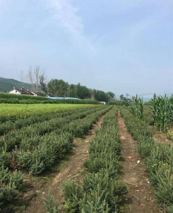  批发各规格云杉苗 绿化苗 云杉大树