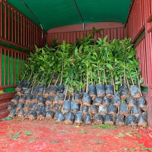 普宁市金煌芒果苗