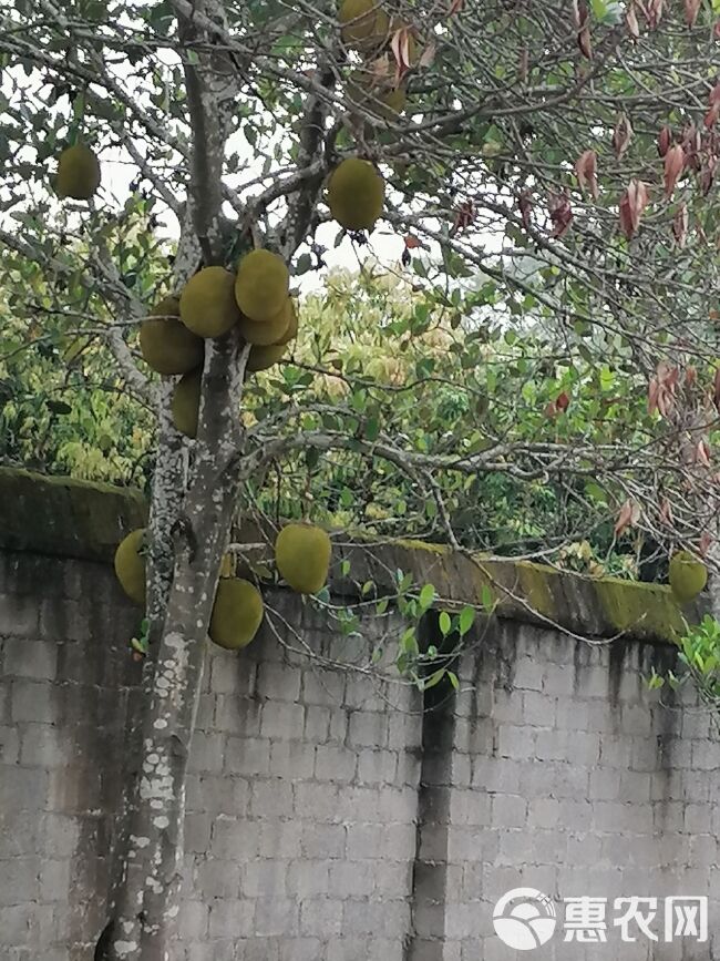 菠萝蜜 广东省茂名市电白区 市场果 干包 黄色