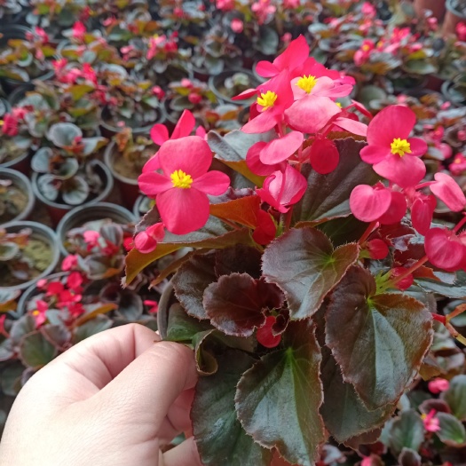 青州市孔雀草菊花苗