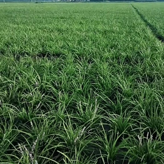 曹县麦冬草 中叶麦冬苗，常年稳定供应货源充足，诚信经营