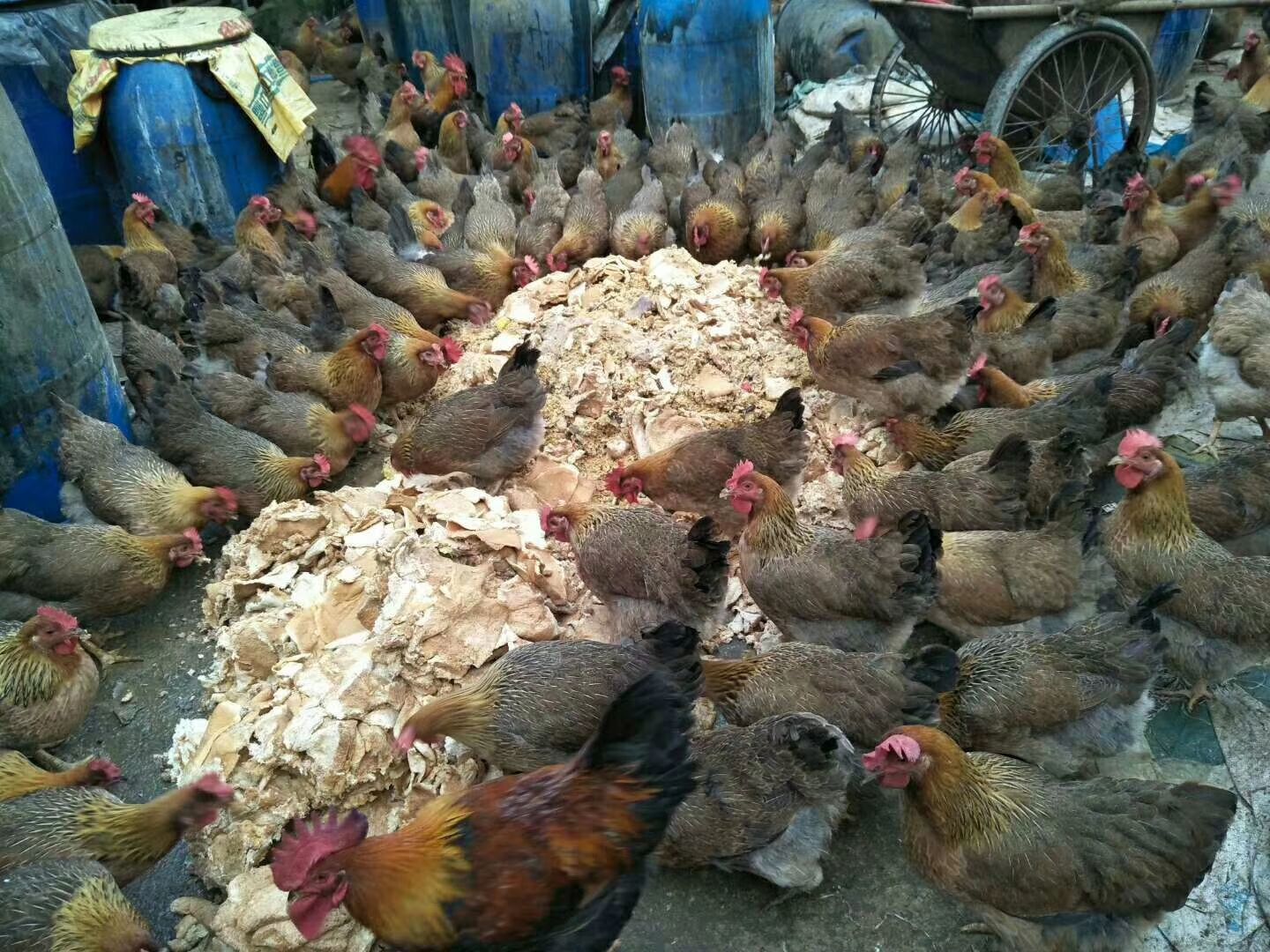  山林放养 清远2号麻鸡