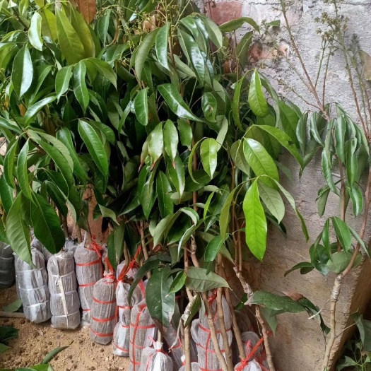 灵山县 桂味荔枝苗，无核荔枝苗
