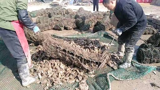  山东乳山生蚝海蛎子广州生蚝牡蛎1-2两2-3两3-4两度夏