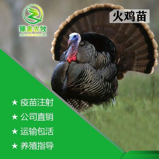 南宁 纯种贝蒂娜火鸡苗，包疫苗，运输保证存活