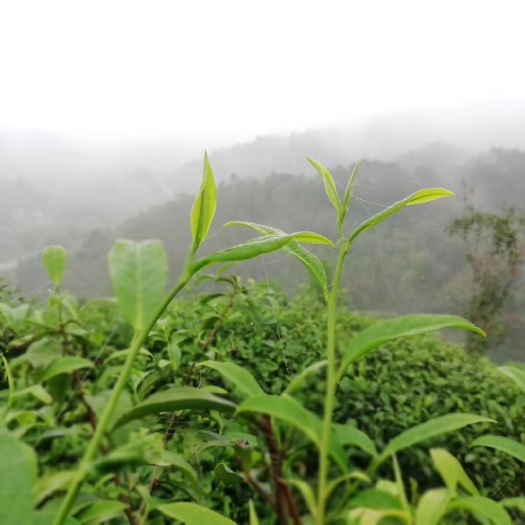 昭平县 手工绿茶