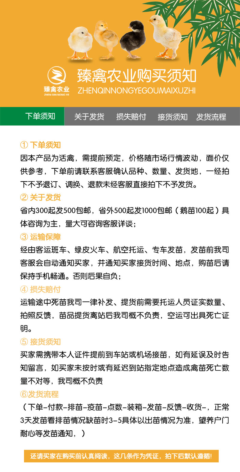  绿壳蛋鸡苗
