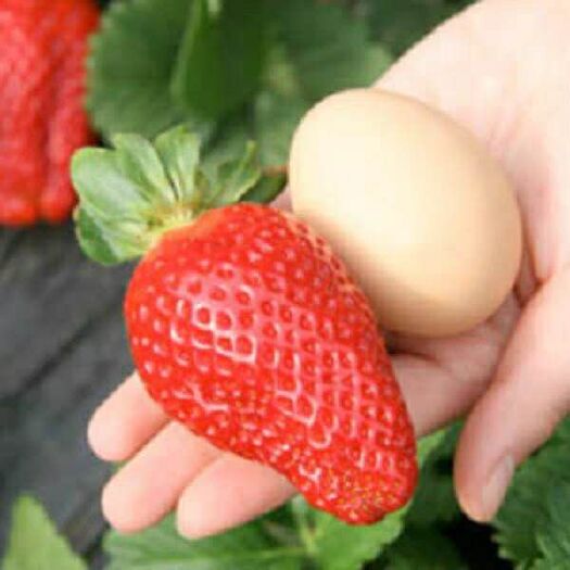 临沭县 草莓种子 品种齐全 全程技术指导 可货到付款