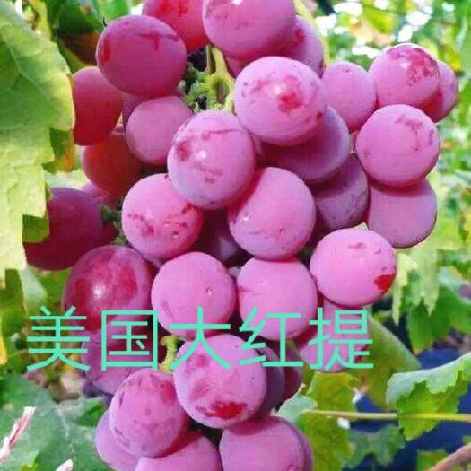 兴城市红地球葡萄苗  红提葡萄苗