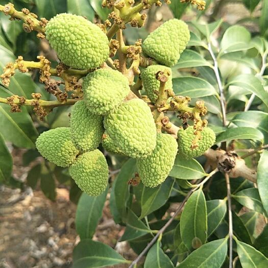 屏边县 荔枝