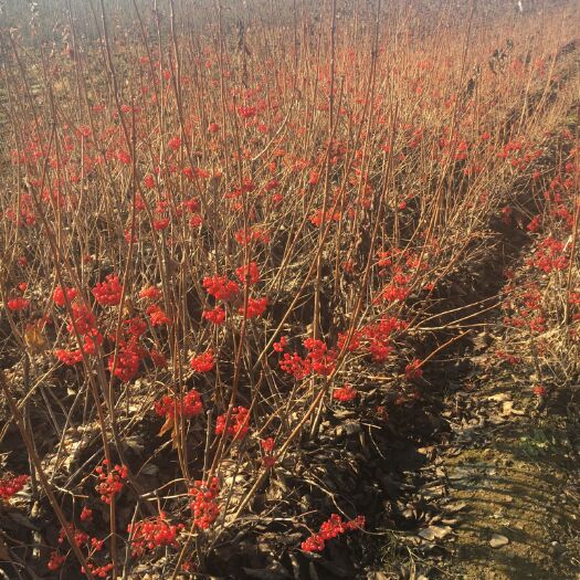 开原市批发天目琼花(鸡树条荚蒾)工程苗3－6分枝 80－120高