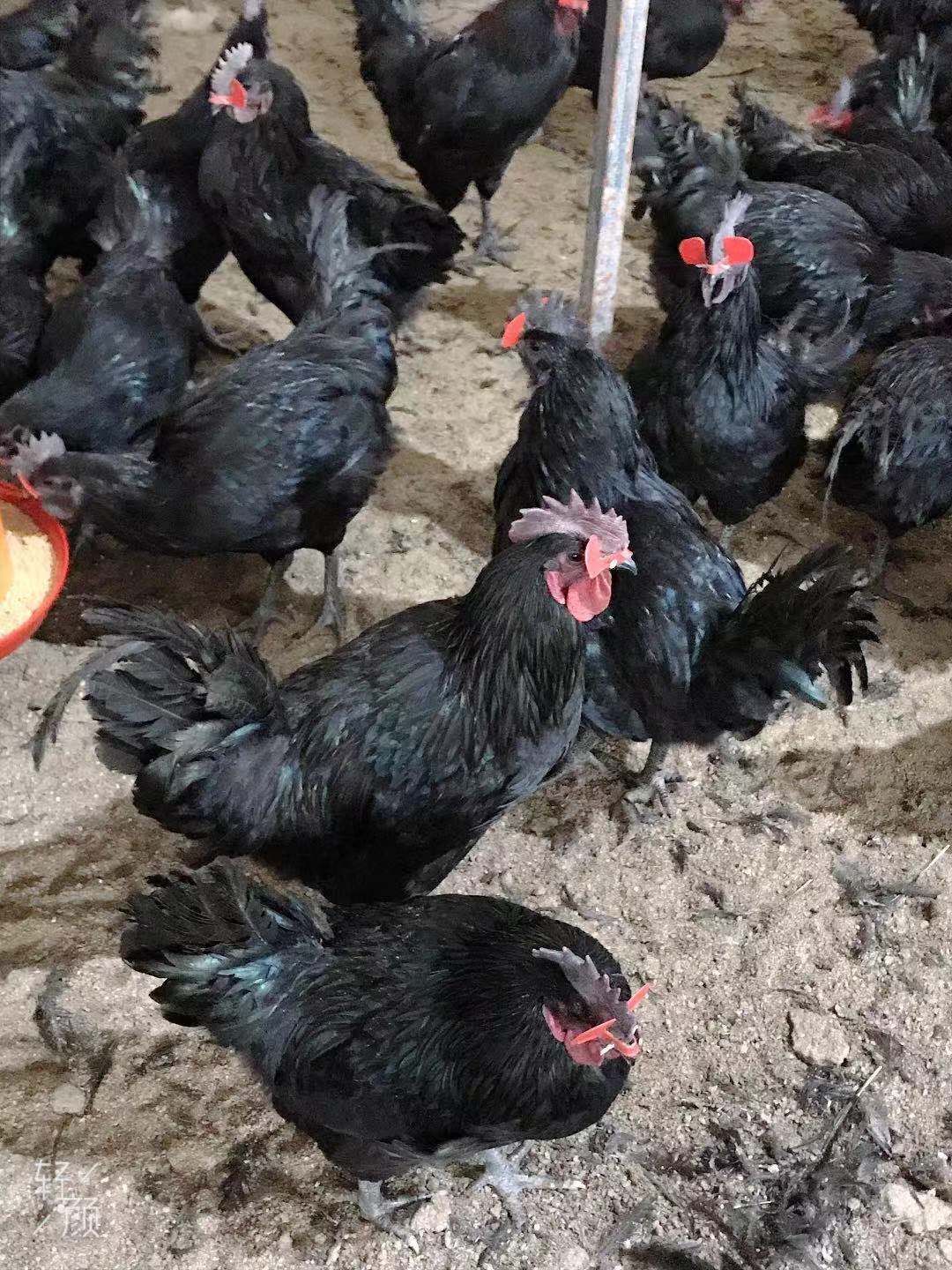  山林放养 清远2号麻鸡