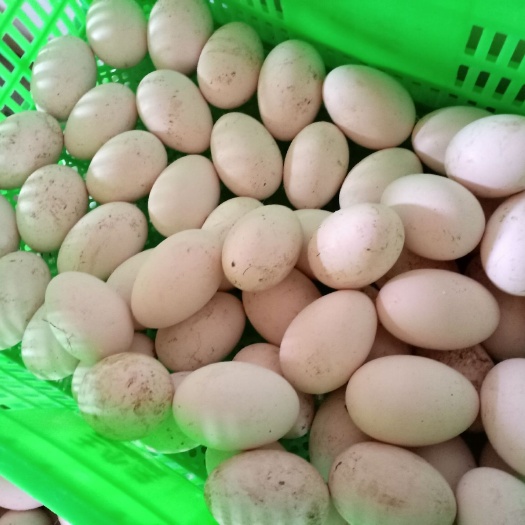 禹州市种鹅蛋 食用 箱装