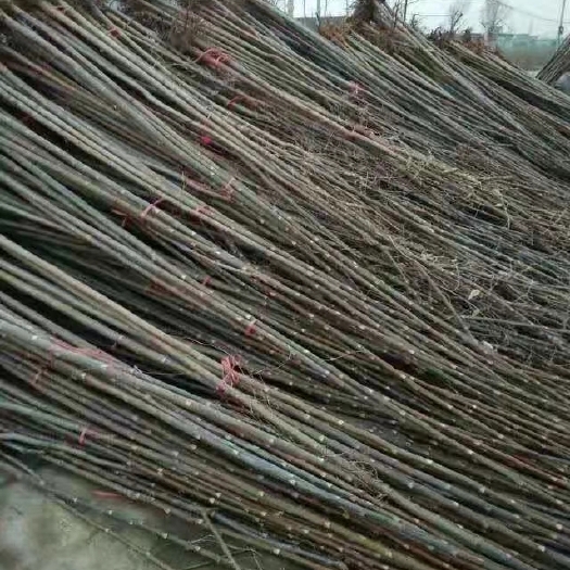 宁津县红油香椿苗 亩产过万的香椿树苗