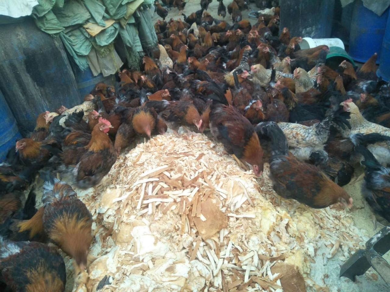  山林放养 清远2号麻鸡