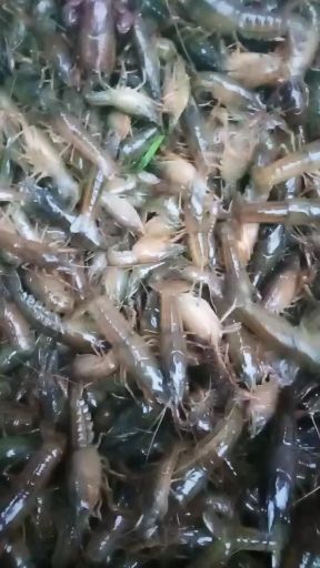 华容县 精工挑制优质本地小龙虾苗