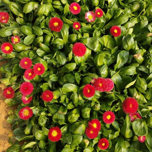 青州市 雏菊