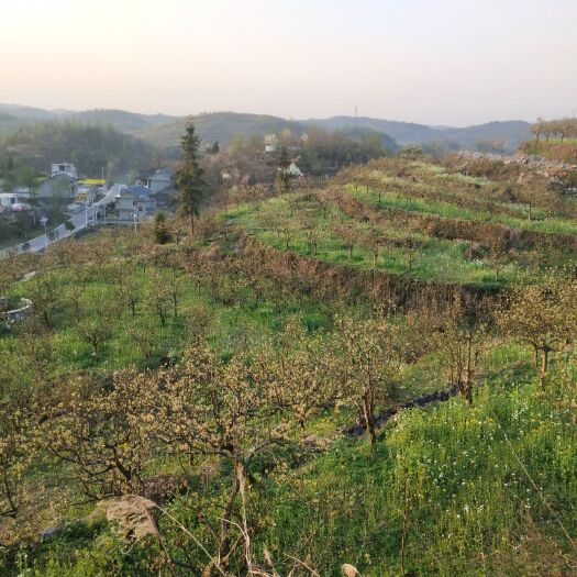 吉首市果园 基地