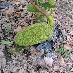 陵水县 海南菠萝蜜