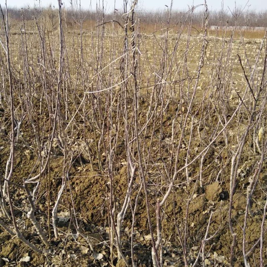 潍坊红肉苹果树苗 苹果嫁接二次生根苗