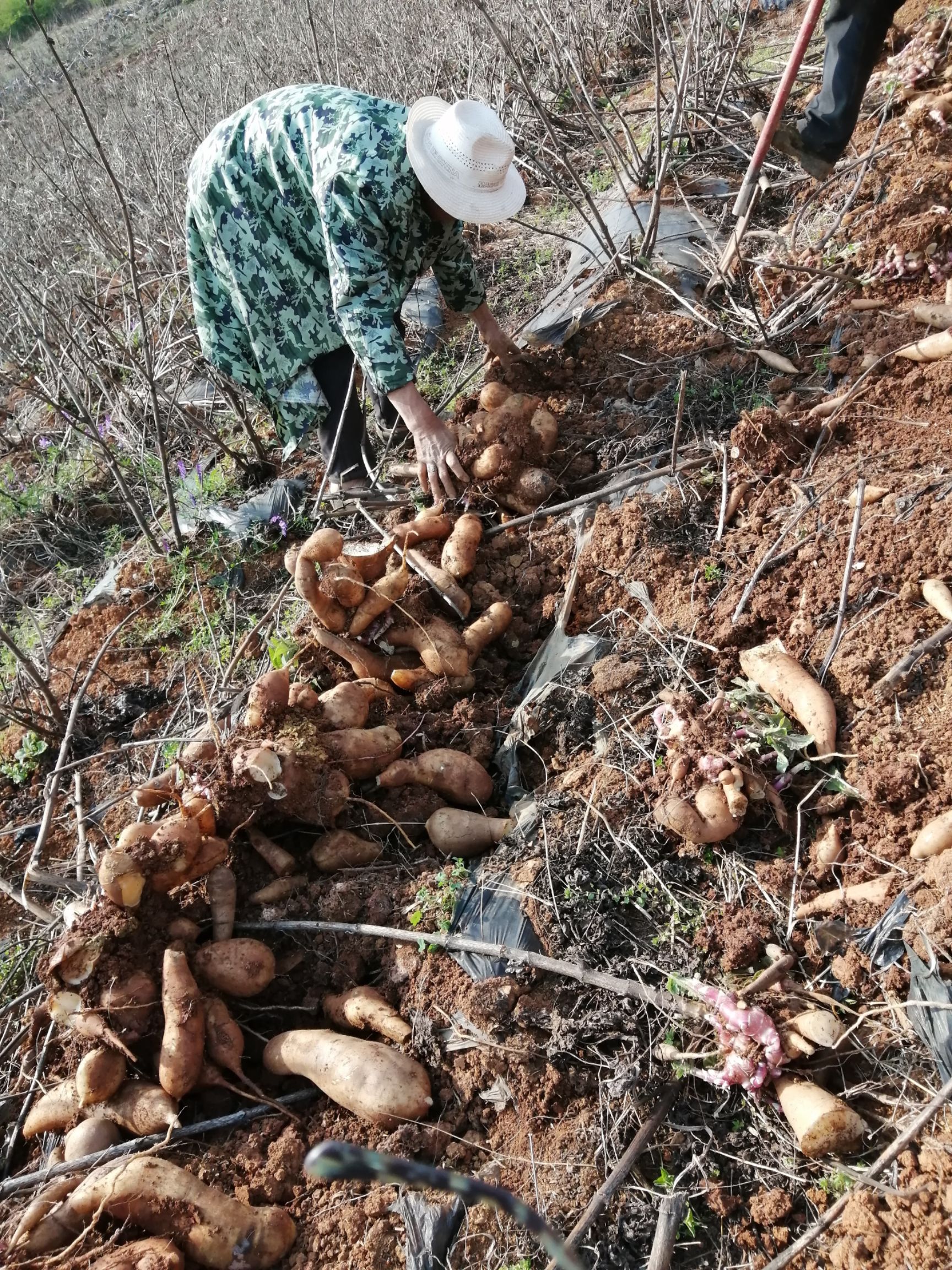 雪莲果种球  脱毒繁殖基地.100吨供货量.亩产量高达4-8吨