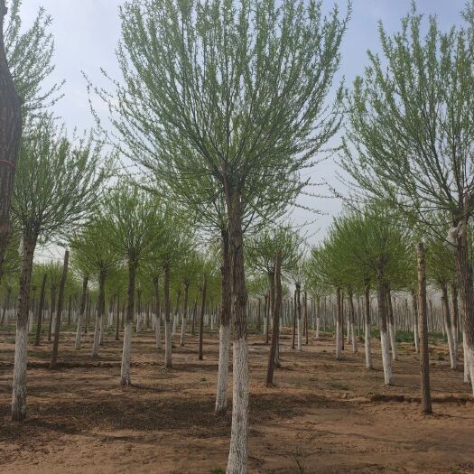 郓城县 馒头柳正宗小叶馒头柳