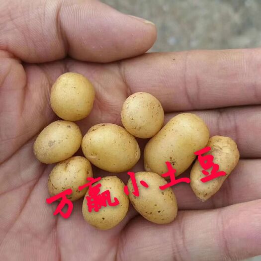 油炸炕迷你小土豆神农架小洋芋恩施炕土豆专用薯全年大量供应