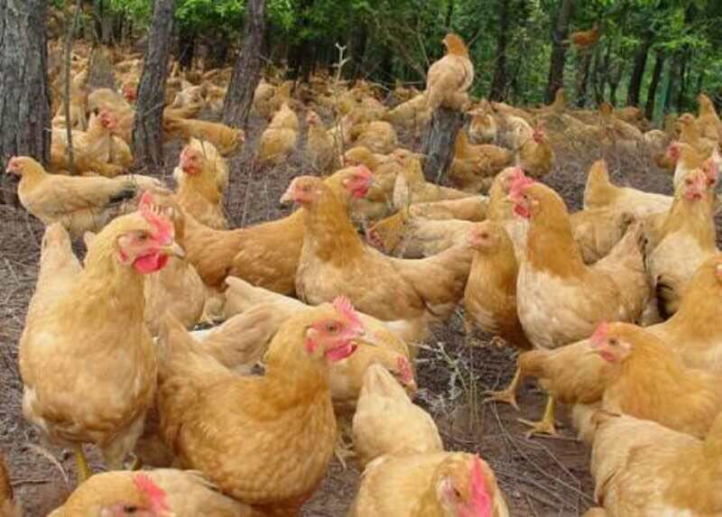 三黄鸡苗 孵化场直销.质量保证.出壳已打疫苗.全国包邮