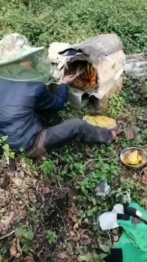  土蜂蜜