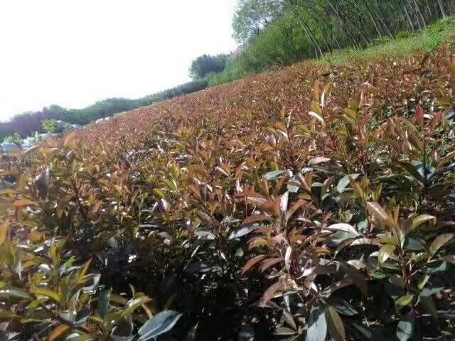 鄢陵县红叶石楠