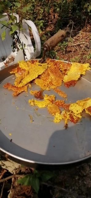  土蜂蜜