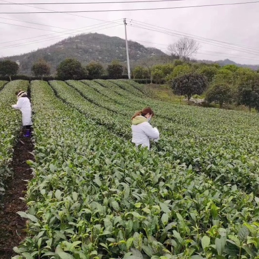 贵阳翠芽 栗香雀舌，沁人心肺。
