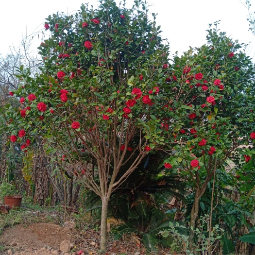 平乐县茶花树