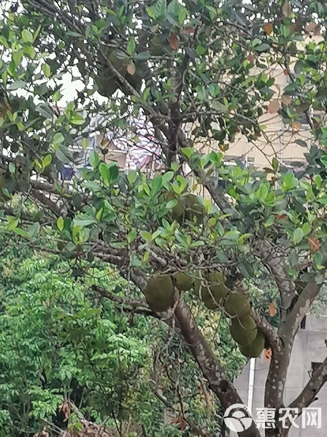 菠萝蜜 广东省茂名市电白区 市场果 干包 黄色