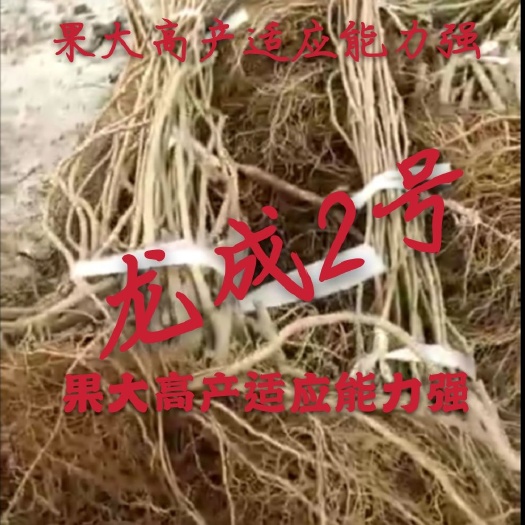 凤城市 龙成2号圆枣猕猴桃苗木