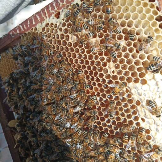 临泉县 农家纯正蜂蜜，不掺任何东西。