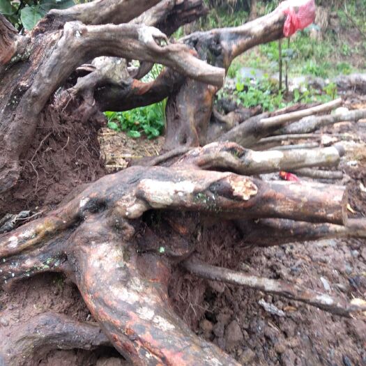 万源市映山红 0.5米以下