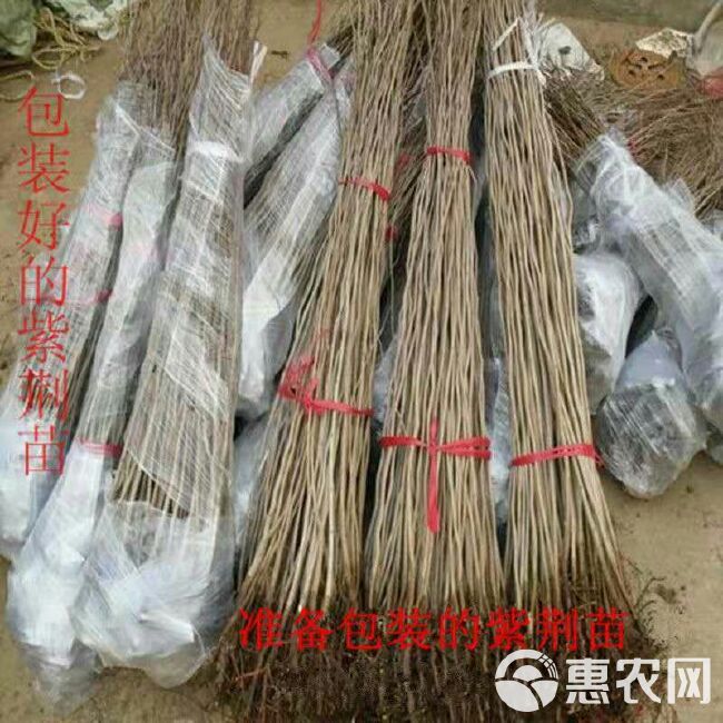  紫荆花苗小区庭院道路别墅地栽公园绿化树苗紫荆树小苗