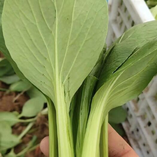 曹县 对外销售上海青小白菜