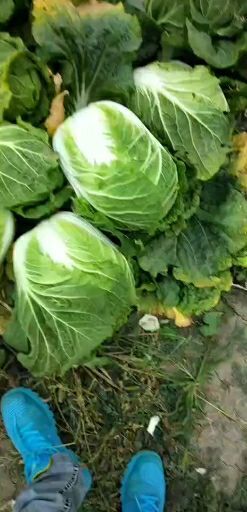 大量出售黄心大白菜，