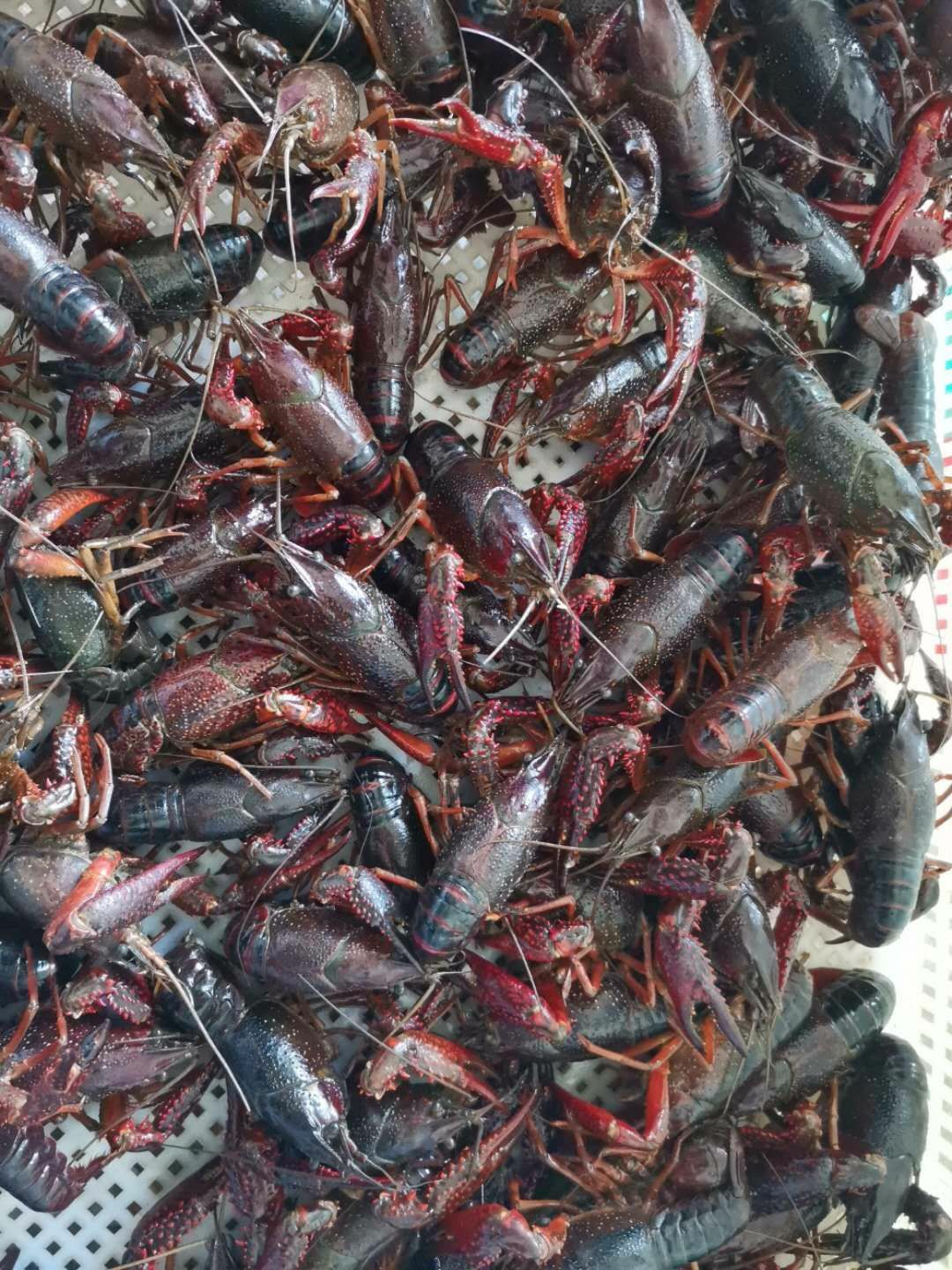 中国龙虾  新鲜龙虾送到家当日发货同城配送到楼下江浙沪隔天到批量预定