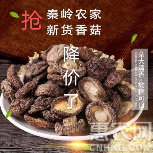 光面菇  大美秦岭A级香菇肉厚柄短鲜嫩爽滑营养丰富干净