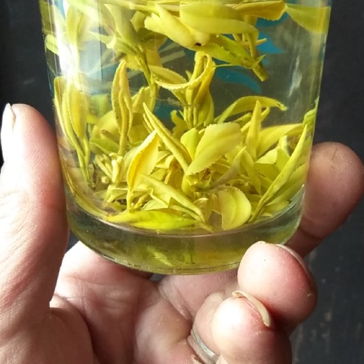 松阳县黄金茶 黄金叶 茶叶 黄金芽 黄茶 包邮