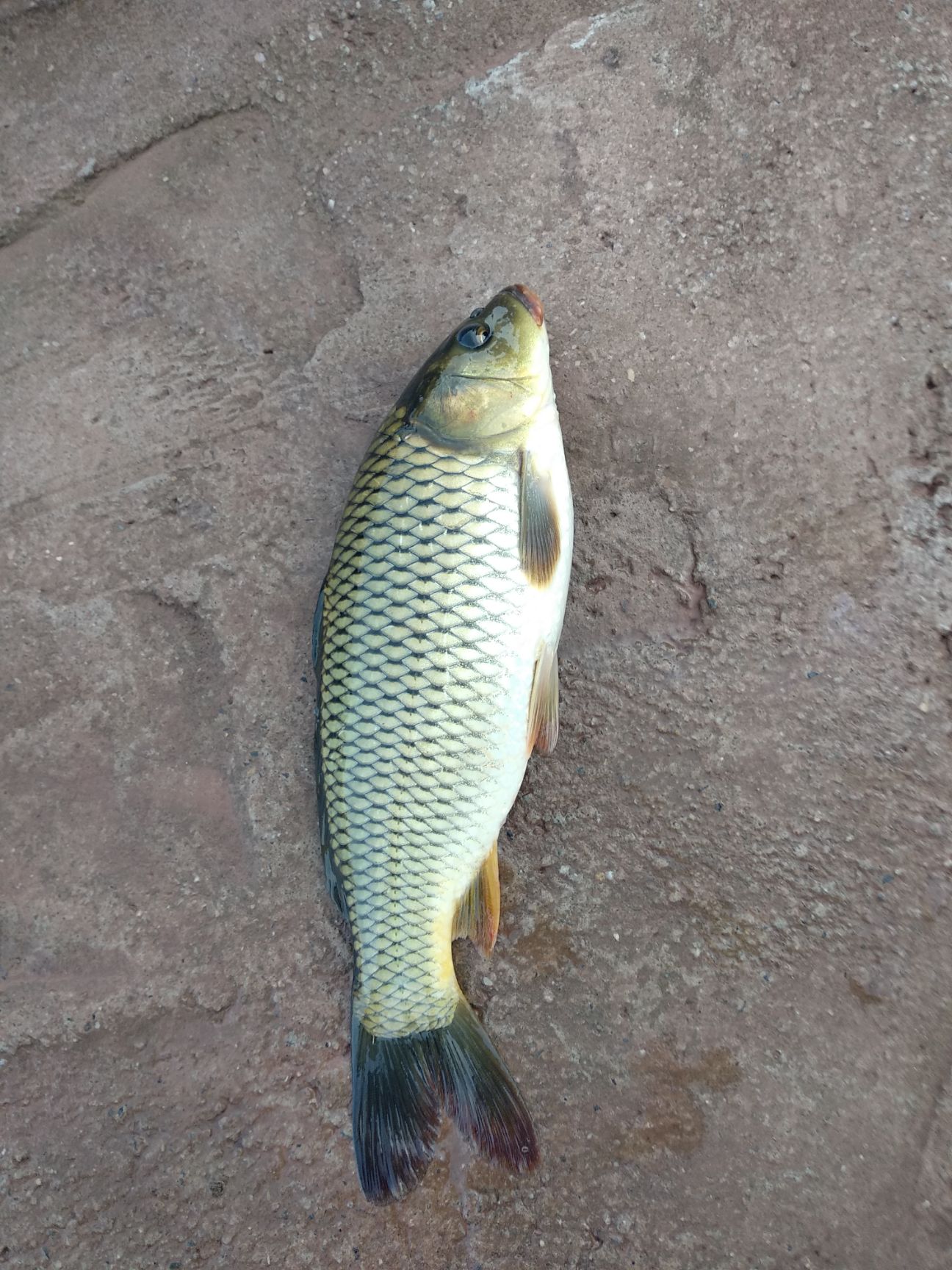 池塘鲤鱼  鲤鱼，草鱼，花鲢，青鱼，岩鲤，等各种鱼苗，长势快，肉质好。