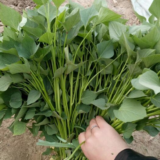 邹城市西瓜红红薯苗  脱毒西瓜红薯苗，现货上市中