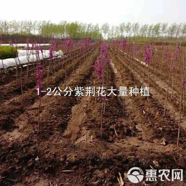  紫荆花苗小区庭院道路别墅地栽公园绿化树苗紫荆树小苗