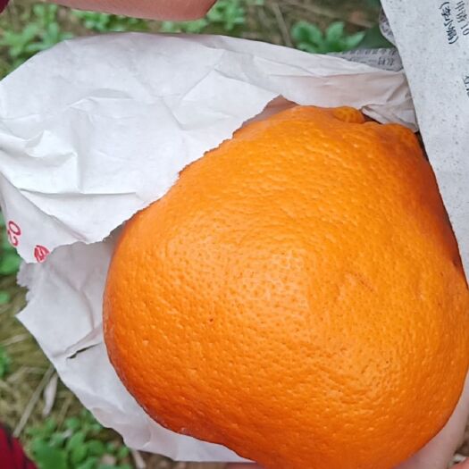 眉山 耙耙柑