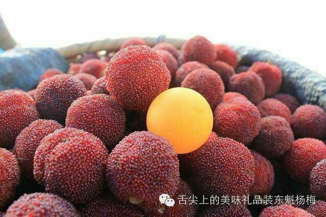 灵山县东魁杨梅树苗 东魁杨梅苗