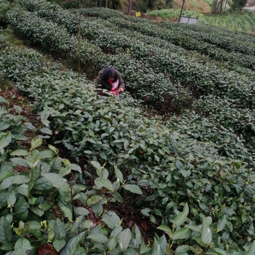 天全县竹叶青茶 高山生态无污染老川茶